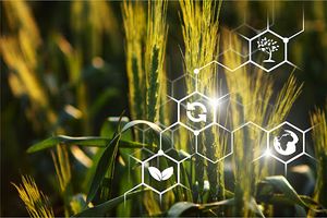 AI у сільському господарстві: Роль технологій у збільшенні врожайності, сталого землеробства та прогнозуванні погоди фото